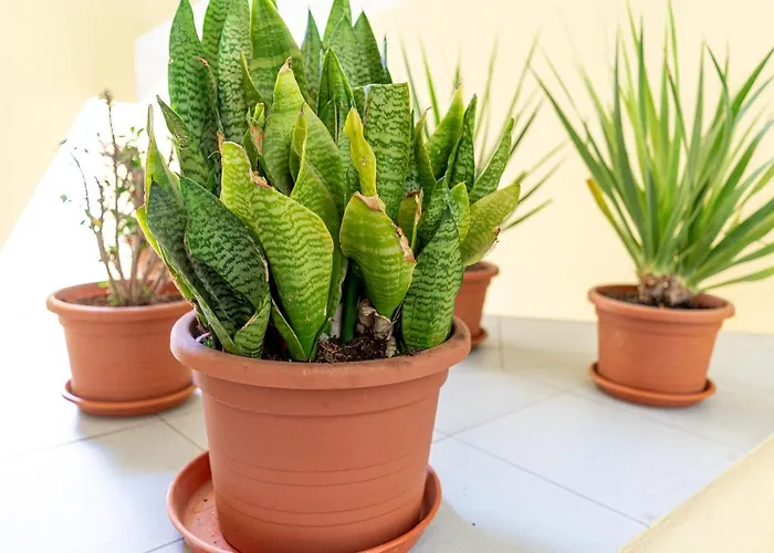 Διαμέρισμα Yolo House - *