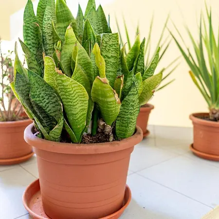 Apartamento Yolo House - *